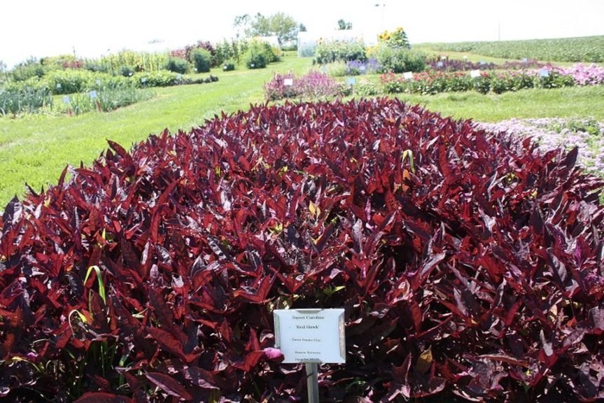 Sweet Potato 'Sweet Caroline Red Hawk' 