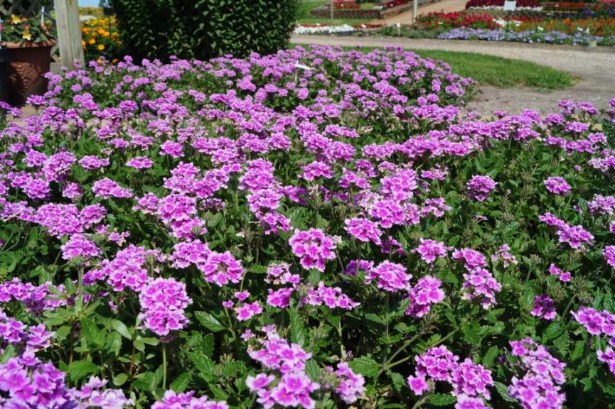 Verbena 'EnduraScape Pink Bicolor'