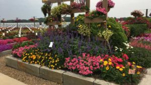 Top Performers From Young’s Plant Farm’s 2019 Trials