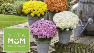 Dümmen Orange Consolidates Mum Unrooted Cutting Production to Southern California