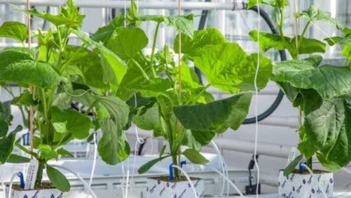 Wageningen Researchers Developing App for 3D Greenhouse Image Capturing