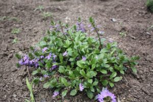 Scaevola 'Whirlwind Blue Improved' 