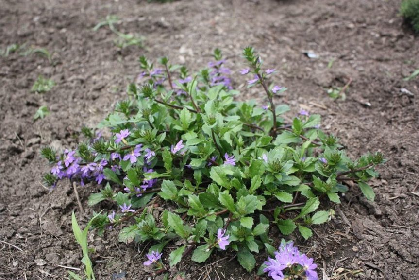 Scaevola 'Whirlwind Blue Improved' 