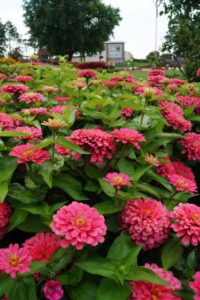 Zinnia 'Magellan Pink'