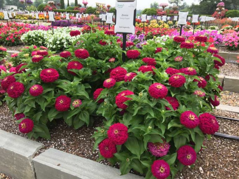 Zinnia 'Zesty Purple' (Ball Ingenuity)
