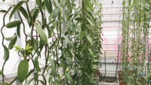 6 Greenhouse Crops to Consider for Niche Production