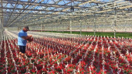 Ways to Safeguard Your Greenhouse Against the Coronavirus