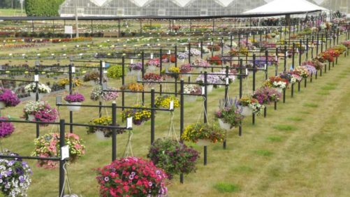 Don’t Miss Your Chance to Take Greenhouse Grower’s 2020 State of the Industry Survey!