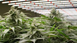 Greenhouse Hemp Market Update with PanXchange’s RJ Hopp