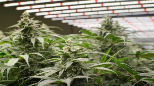 How to Make Sure Your Hemp Greenhouse Shines Bright