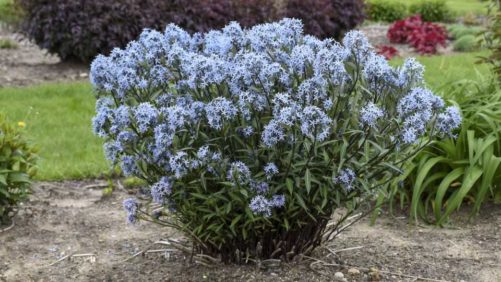 20 Classic Blue Varieties That Reflect the 2020 Color of the Year