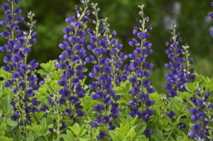 Baptisia 'Decadence Sparkling Sapphires' (Walters Gardens)