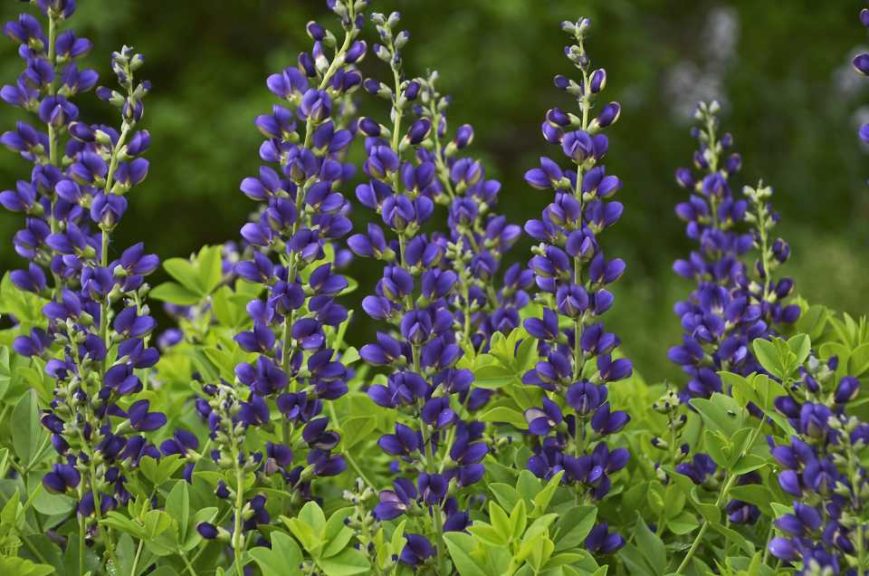 Baptisia 'Decadence Sparkling Sapphires' (Walters Gardens)