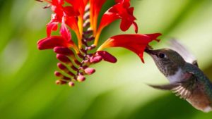 Bower & Branch, Audubon Society Partner to Promote Bird-Friendly Plants