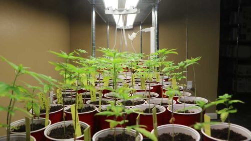 No Shortcuts to Success in Breeding Cannabis and Hemp