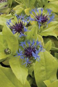 Centaurea 'Gold Bullion' (Aris Horticulture/Must Have Perennials)