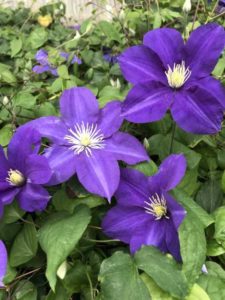 Clematis 'Lady Northcliffe' (Donahue's Clematis)