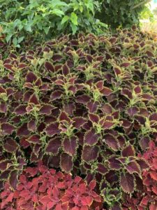 Coleus 'ColorBlaze Wicked Witch' (Proven Winners)
