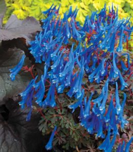 Corydalis 'Blue Heron' (Terra Nova Nurseries)