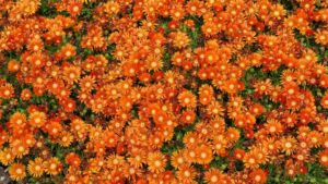 Best Performers From Colorado State University’s 2019 Plant Trials