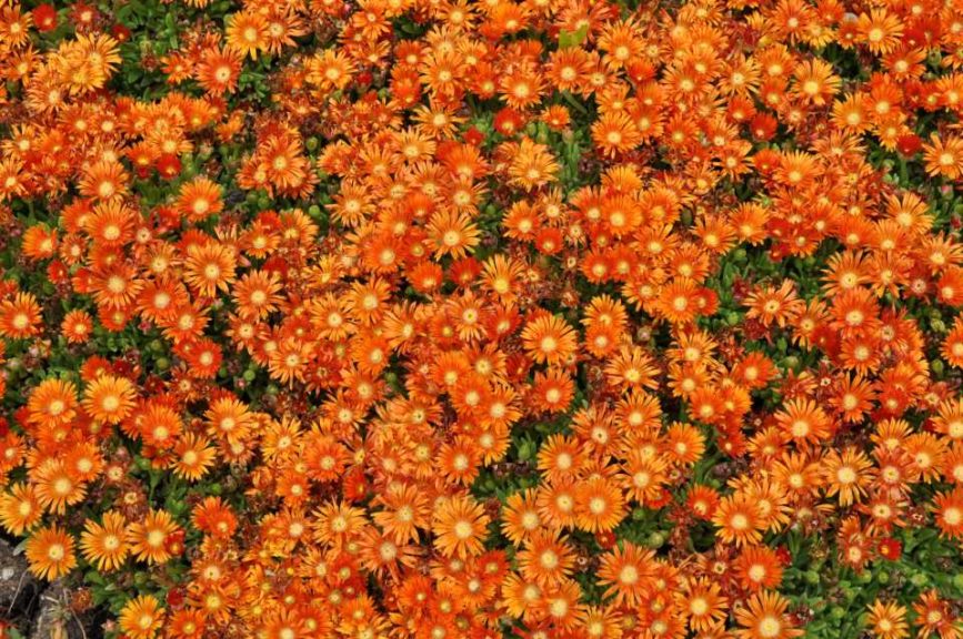 Delosperma ‘Granita Orange Ice Plant’ (Plant Select)