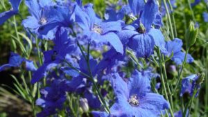 Young Plant Growers Boost Availability of AAS Winners