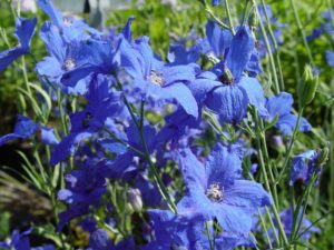 Delphinium Grandiflorum 'Blue Mirror' (Raker/Roberta's Young Plants)