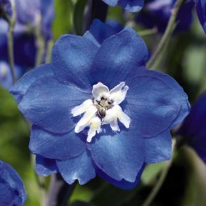 Delphinium 'Pacific Giant Blue Bird' (Benary)