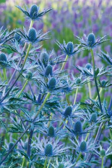 Eryngium 'Big Blue' (Aris Horticulture, Must Have Perennials)