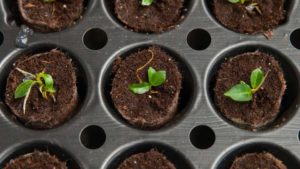 How Do I Evaluate New Tropical and Foliage Plant Varieties?