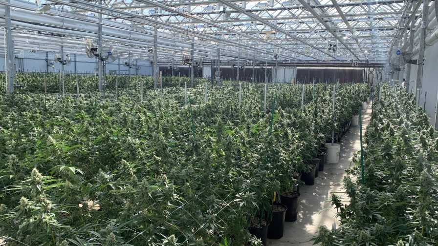 How One Greenhouse Insider Found a New Way to Grow with Cannabis - Greenhouse Grower