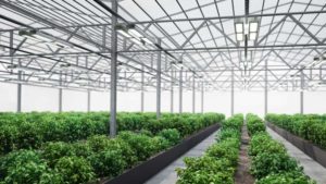 Greenhouse Lighting and Beyond: New Tech Helps Growers Make Decisions