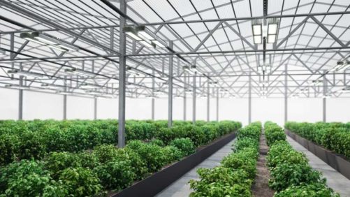 Greenhouse Lighting and Beyond: New Tech Helps Growers Make Decisions