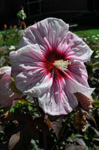 Hibiscus Summerific Cherry Choco Latte (Walters Gardens, Inc.)