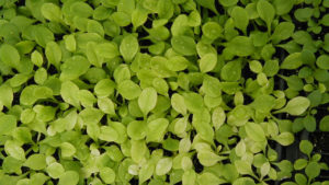 Why Communication Between Young Plant Growers and Offshore Producers Is Critical