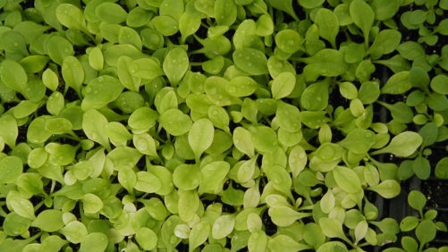 Why Communication Between Young Plant Growers and Offshore Producers Is Critical