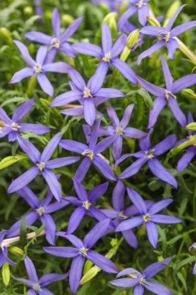 Isotoma 'Beth's Blue' (Four Star Greenhouses/Proven Winners)
