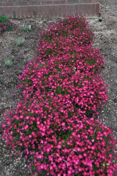 Kahorie Scarlet Border Pinks (Dümmen Orange)