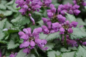 Lamium Dark Purple Spotted Deadnettle (Danziger)