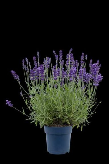 Lavandula 'BeeZee Dark Blue' (Hishtil)