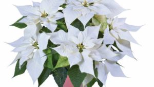 Selecta One to Produce and Ship Italian Poinsettias