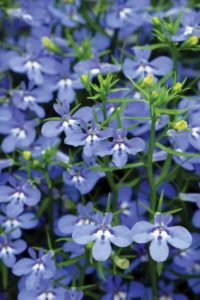 Lobelia 'Hot Waterblue' (Westhoff)