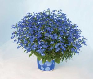 Lobelia 'Star Cobalt' (Westhoff Flowers)