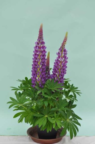 Lupine 'Staircase Blue' (Green Fuse Botanicals)