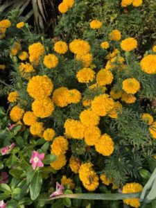 Marigold 'Big Duck Gold' (All-America Selections)