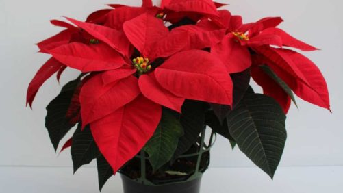 What Are the Most Popular Holiday Flowers?