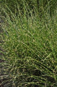 Miscanthus Bandwidth Maiden Grass (Darwin Perennials)