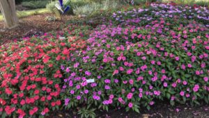 New Guinea Impatiens 'Bounce and Big Bounce' (Selecta)
