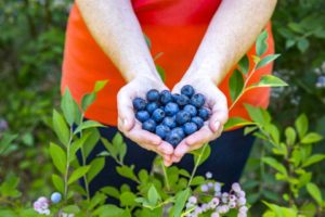 Rabbiteye Blueberry 'Bless Your Heart' (Plant Development Services)
