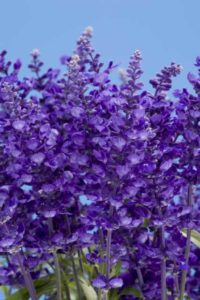 Salvia 'Cathedral Deep Blue' (Green Fuse Botanicals)